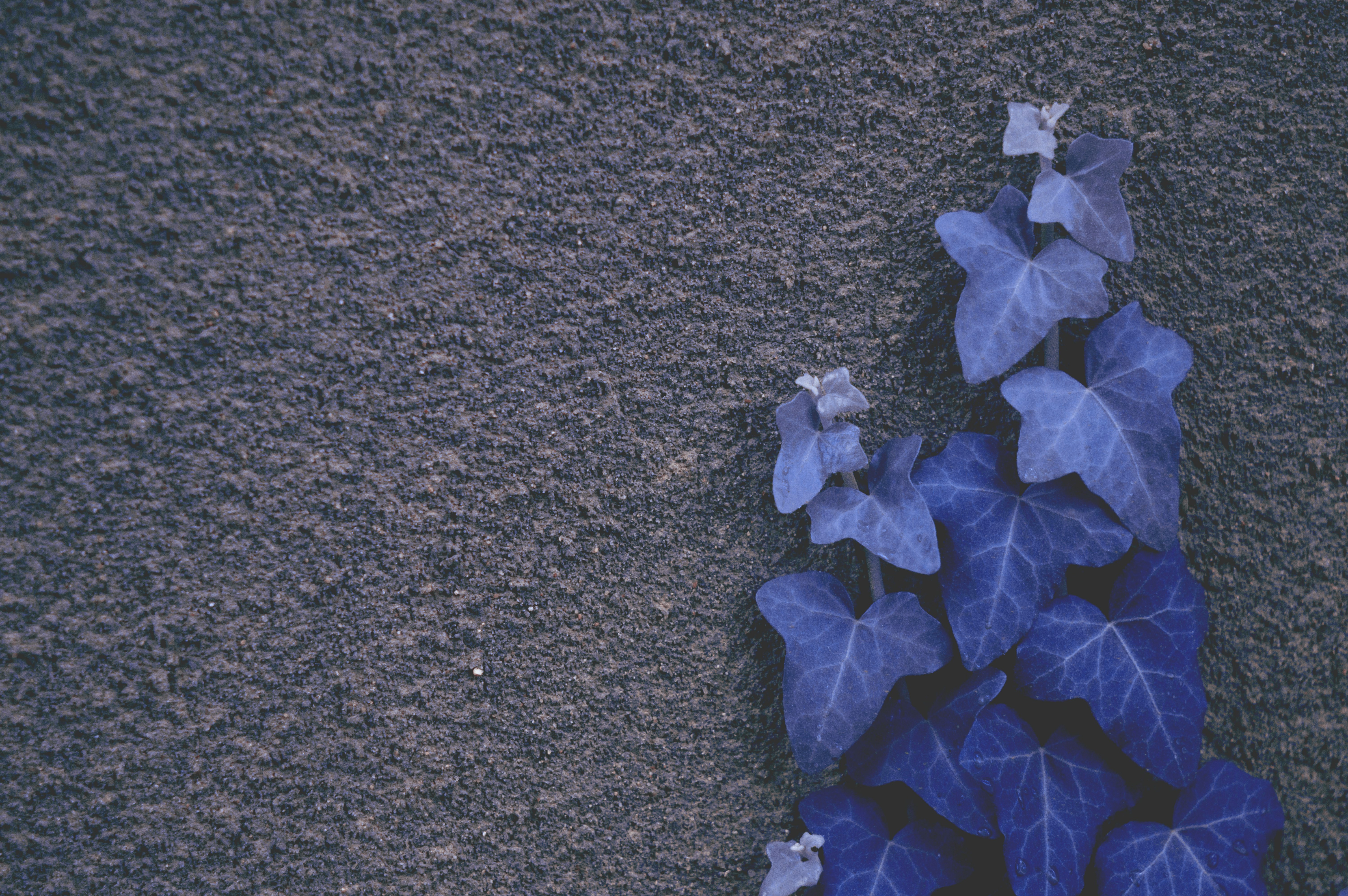 blue leafed vines on the wall